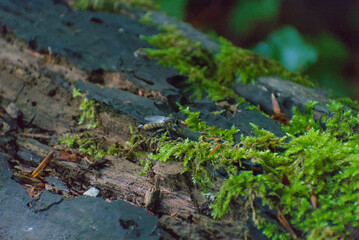 A close-up reveals a fascinating insect resting on a moss-covered log, highlighting the intricate...
