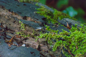 A close-up reveals a fascinating insect resting on a moss-covered log, highlighting the intricate details of nature's small wonders in a serene forest setting.