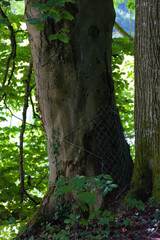 Obraz premium A tree trunk protected by a wire mesh fence, revealing textured bark and moss, conveys a mood of natural resilience and preservation in a forest setting.