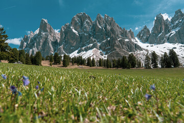 Alpine meadow with wildflowers and snowy mountain range under blue sky in spring, Dolomites mountains Italy