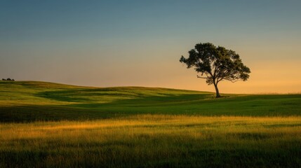 Serene lone tree in a grassy field under a colorful sunset sky