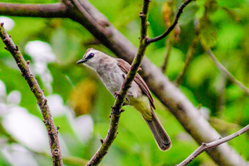 beautiful birds in the tropical forests of Indonesia in the afternoon