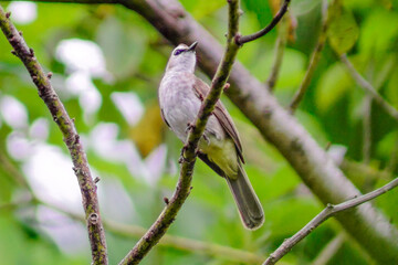 beautiful birds in the tropical forests of Indonesia in the afternoon