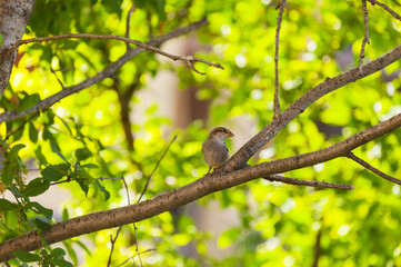 Grey city sparrow (Lat. Passer domesticus) poses on the branch of an old tree in a city park on a...
