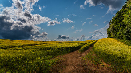 Sommergewitter und Kornfelder