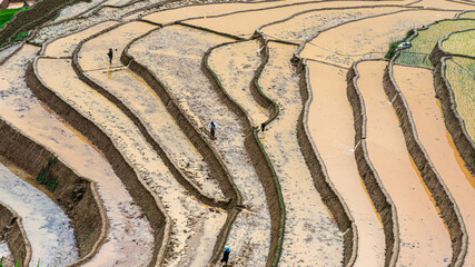 Hmong farmers prepare their fields and plant rice on terraced fields in Mu Cang Chai, Yen Bai....
