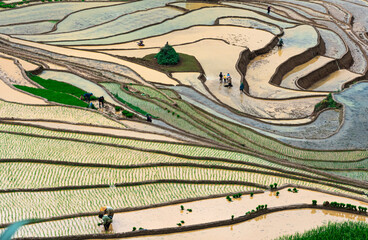 Hmong farmers prepare their fields and plant rice on terraced fields in Mu Cang Chai, Yen Bai....