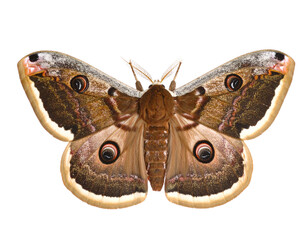 Brown patterned moth with spread wings, isolated on white.