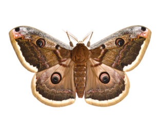 Brown patterned moth with spread wings, isolated on white.