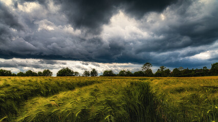 Sommergewitter und Kornfelder