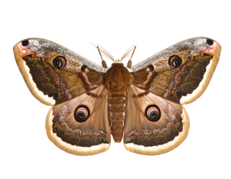 Brown patterned moth with spread wings, isolated on white.