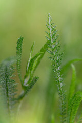 Green yarrow leaf in the wild with a green background. 
