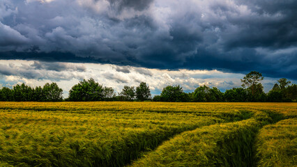 Sommergewitter und Kornfelder