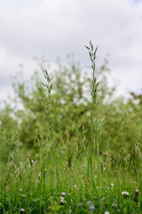 Green parts of a grass plant with flowers in a lawn. 
