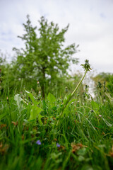 Gone-to-seed dandelion on a stem growing in a lawn with a tree in the background. 
