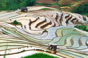 Hmong farmers prepare their fields and plant rice on terraced fields in Mu Cang Chai, Yen Bai....
