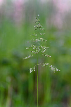 Flowers of bluegrass (Poa) in close-up with a green background. 
