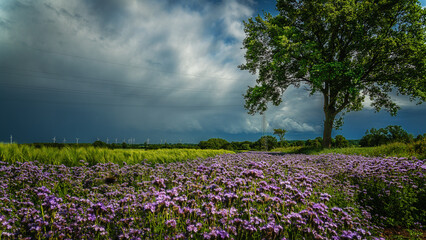 Sommergewitter und Kornfelder