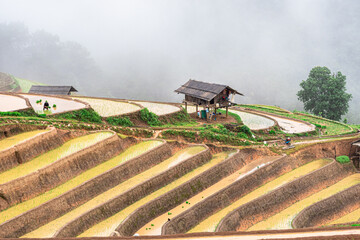 Hmong farmers prepare their fields and plant rice on terraced fields in Mu Cang Chai, Yen Bai....