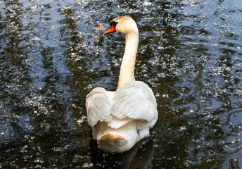 Majestic Swan Gliding Peacefully on a Serene Pond with Sun Reflecting off the Water