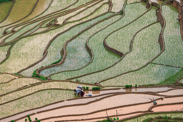 Hmong farmers prepare their fields and plant rice on terraced fields in Mu Cang Chai, Yen Bai....