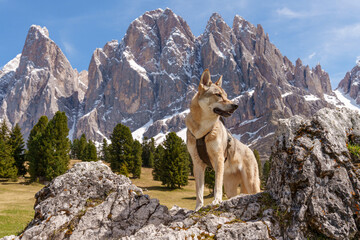 Czechoslovakian Wolfdog standing on rocks with snowy Dolomites peaks in the background in spring.
