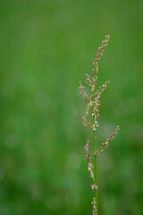 Red flowers of sorrel (Rumex) in close-up with a green background. Rumex 