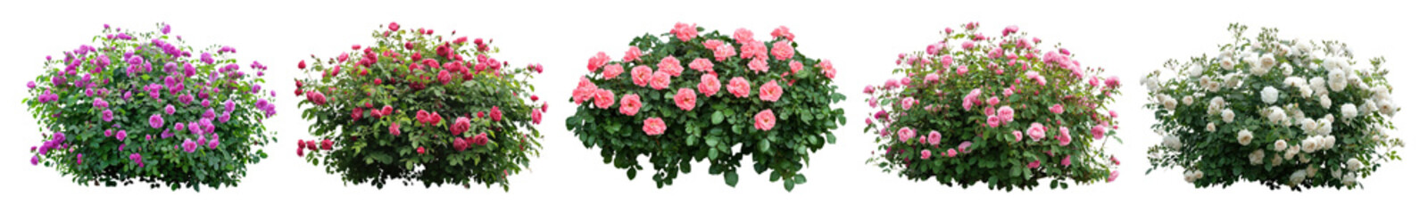 Fototapeta premium PNG Colorful blooming flower bushes, element set on transparent background