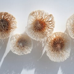 Elegant Abstract Coral Sculptures on White Wall Enhancing Minimalist Interior with Natural Light and Shadow Play