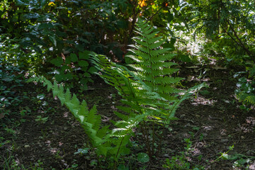 Lush green forest floor with young ferns (ostrich fern, fiddlehead fern or shuttlecock fern)...