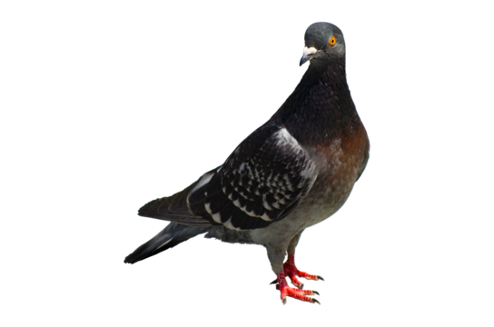 Full body of standing pigeon bird isolated on transparent background. - Powered by Adobe
