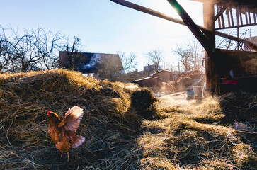 A chicken is standing in a field of hay. The hay is piled up and the chicken is standing in the middle of it