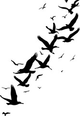 silhouettes of birds