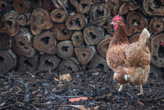 Chicken near wood plie