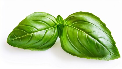 two fresh green basil leaves overlapping naturally isolated on white background