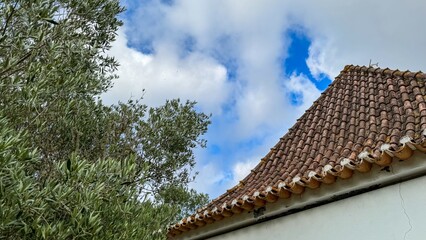Sunlit terracotta roof amidst whispering olive leaves invokes the spirit of Festa della Vendemmia,...