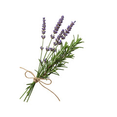 Lavender and rosemary bouquet tied with string isolated on transparent