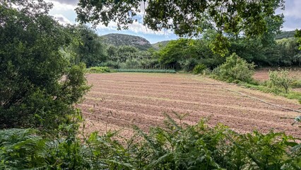 Peaceful rural meadow whispers tales of Samhain and Earth Day, where verdant secrets lie beneath...