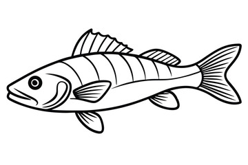 Outlined Illustration of a Perchlike Fish Showing Fins, Scales, and Striped Pattern