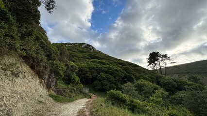 Winding path through verdant hills and whispering trees, perfect for National Walk in the Woods Day...