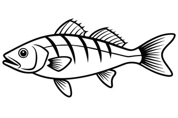 Black and White Striped Perch Fish Illustration with Fin Details, Isolated Object
