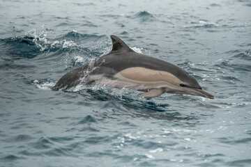 Delfin in der Luft – Meeressäuger beim Sprung © Tim