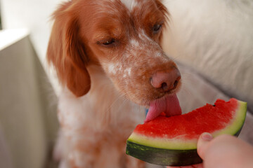 Adorable dog enjoying licking watermelon slice outdoors held by owner's hand. Sunny atmosphere,...
