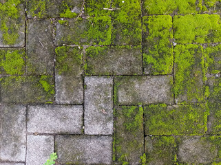 Moss covered stone pathway texture