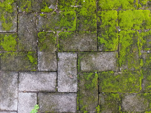 Moss covered stone pathway texture - Powered by Adobe
