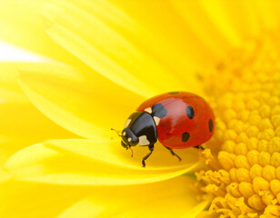 Macro ladybug crawling on bright yellow daisy flower petals