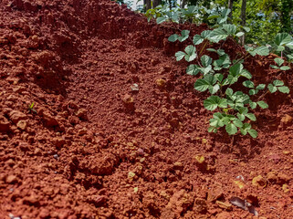 Red soil erosion with plant growth