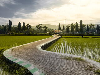 Rural path through green rice fields