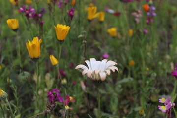 summer flowers and grass in the meadow	
