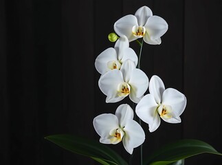 Obraz premium Elegant White Orchid: A cluster of pristine white orchid blossoms, exuding natural grace and beauty, are captured in a striking photo.